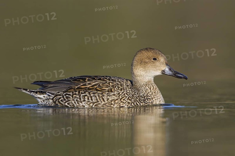 Northern Pintail (Anas acuta) female, British Columbia, Canada