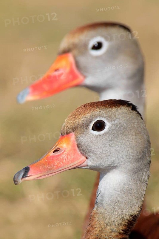 Black-bellied Whistling Duck (Dendrocygna autumnalis), Florida, USA