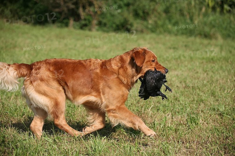 Hunting dog retriever retrieves shot crow (Corvus coroner), Allgäu, Bavaria, Germany