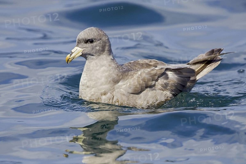 Northern Fulmar (Fulmarus glacialis), Washington, USA