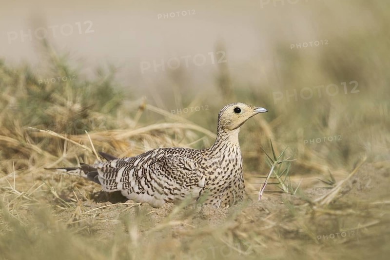 Chestnut-bellied Sandgrouse (Pterocles exustus) female, Oman
