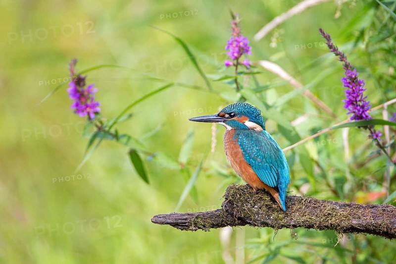 Common Kingfisher (Alcedo atthis) juvenile male, Saxony-Anhalt, Germany