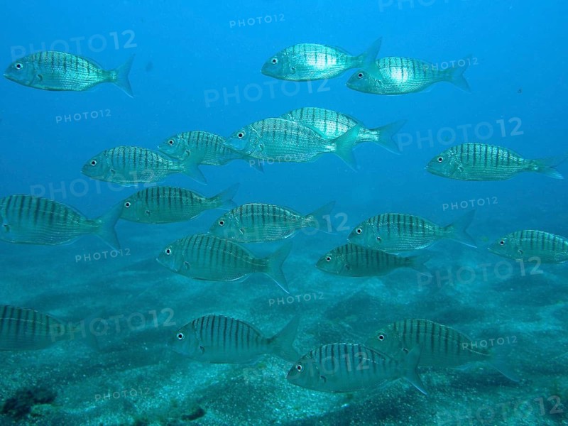 Marble bream (Lithognathus mormyrus)