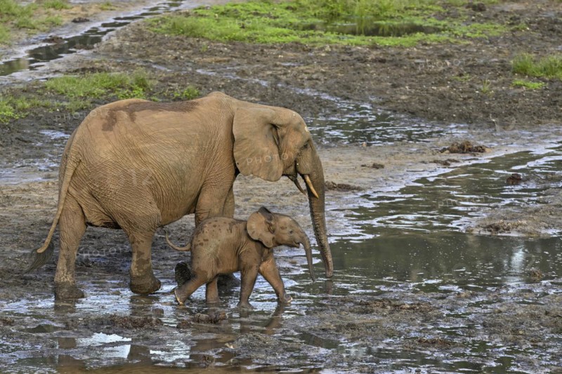 African forest elephants (Loxodonta cyclotis) in the Dzanga Bai forest clearing, Dzanga-Ndoki National Park, Unesco World Heritage Site, Dzanga-Sangha Complex of Protected Areas (DSPAC), Sangha-Mbaéré Prefecture, Central African Republic