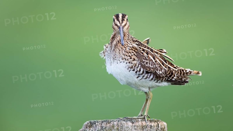 Common Snipe (Gallinago gallinago) perched on a post, Lower Saxony, Germany