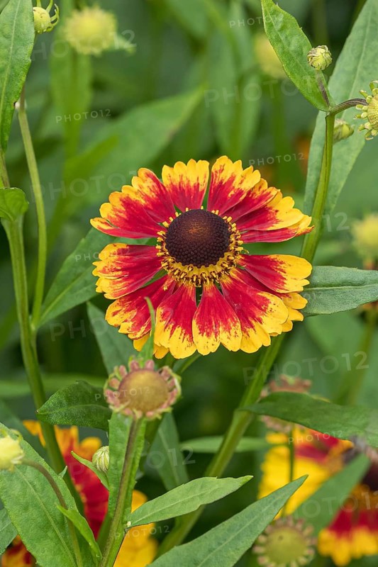 Sunflower (Helenium 'Biedermeier'), RHS Garden Bridgewater, Great Britain