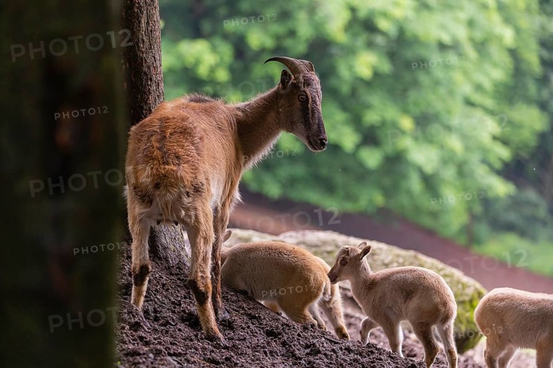 A female Himalayan tahr (Hemitragus jemlahicus) stands on a rock with a group of young. In the background is a dense forest