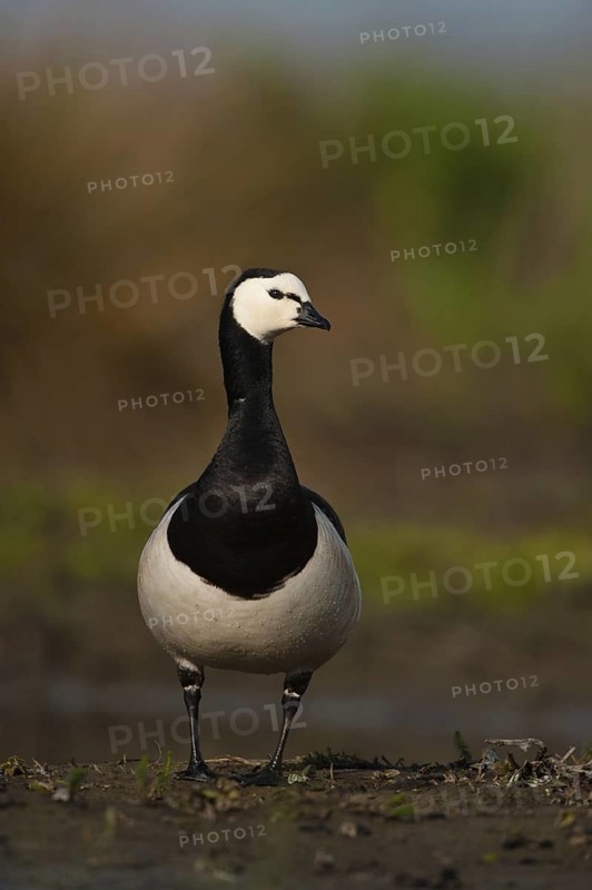 Barnacle Goose (Branta leucopsis), Schleswig-Holstein, Germany