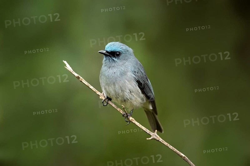Dull-blue Flycatcher (Eumyias sordidus) perched on a twig, Horton Plains, Sri Lanka