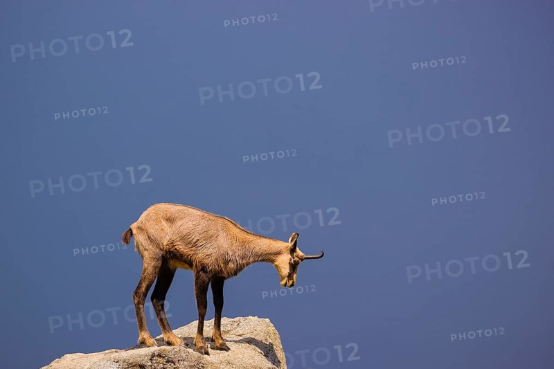 One Chamois (Rupicapra rupicapra) stands on a rock. Last light of the day. Blue sky in the background