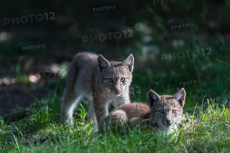 Eurasian lynx, Lynx lynx. Three young animals playing in green grass with a dark forest in the background