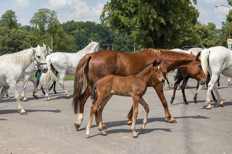Kladruber horse, mare with foal, National Stud Farm Kladruby nad Labem