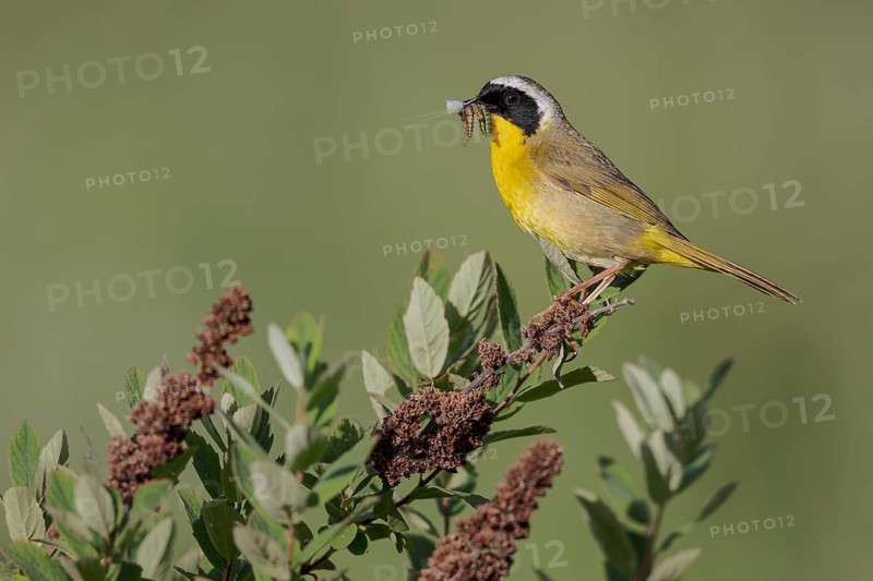 Common Yellowthroat (Geothlypis trichas) perched on a branch in Victoria, BC, Canada