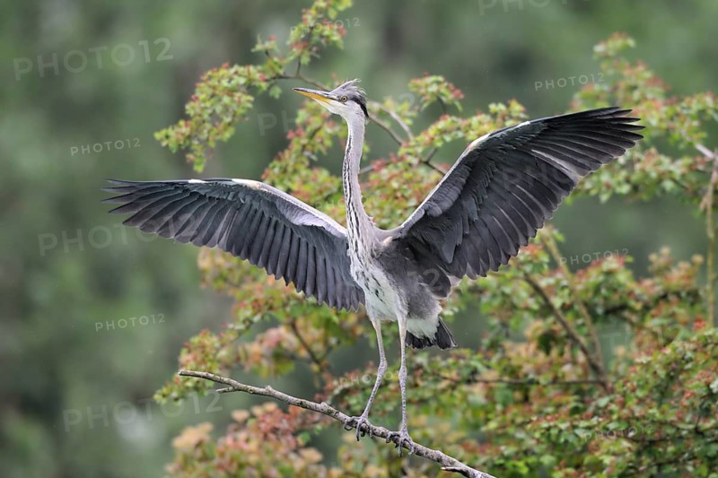 Grey Heron (Ardea cinerea) juvenile flapping wings, North Rhine-Westphalia, Germany