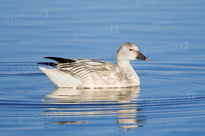 Snow Goose Chen caerulescens Bosque del Apache National Wildlife Refuge, New Mexico, United States 10 November Immature white morph. Anatidae