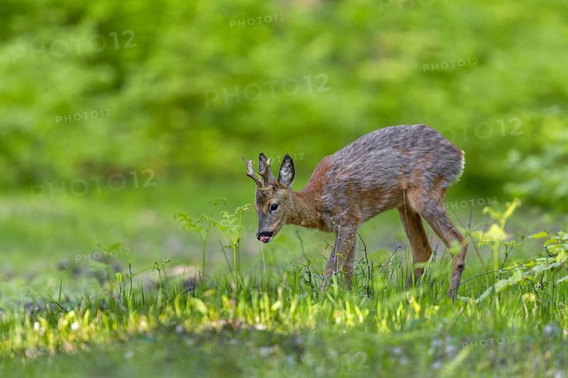 The roebuck (Capreolus capreolus) is visibly taken with the fresh greenery, change of coat, May, Germany