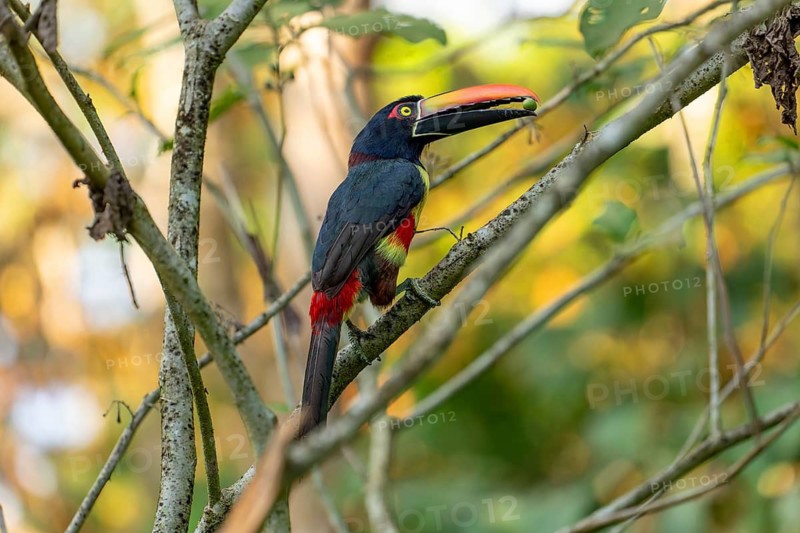 Fiery billed aracari holding fruit in beak while perched on branch, close view, Osa Peninsula, Puntarenas, Costa Rica