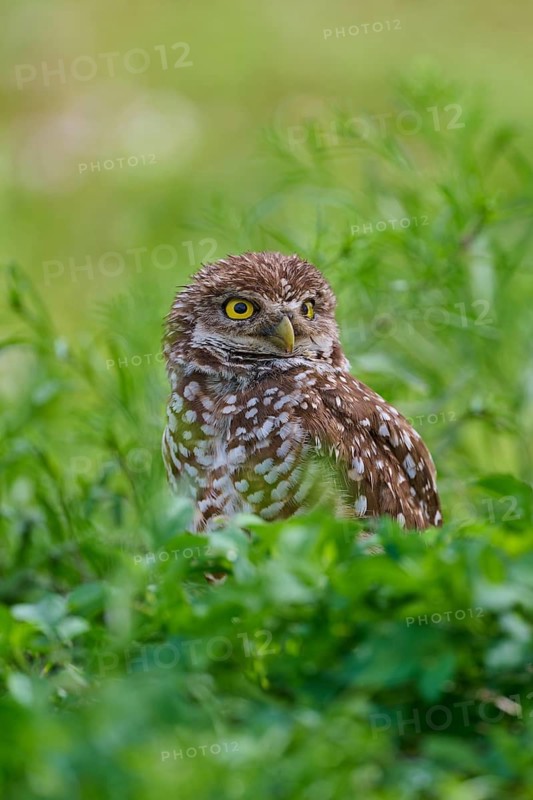 Burrowing owl (Speotyto cunicularia), sitting in a meadow, Pembroke Pines, Florida, USA