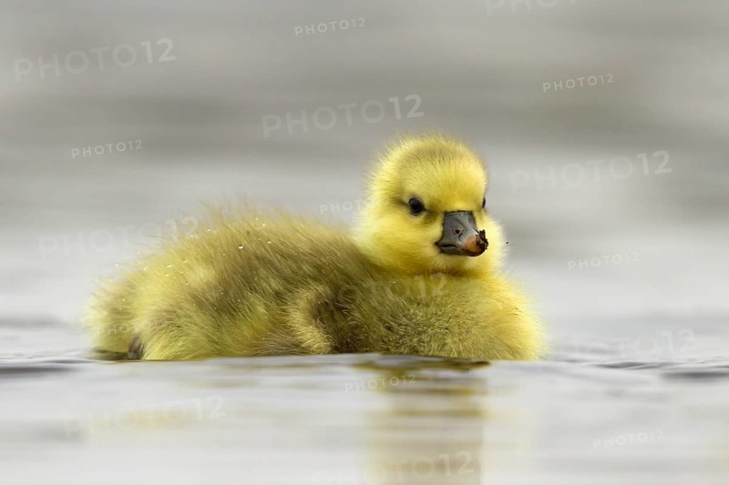 Greylag Goose (Anser anser) chick, Utrecht, Netherlands