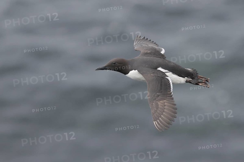Common Murre (Uria aalge) flying, Alaska, USA