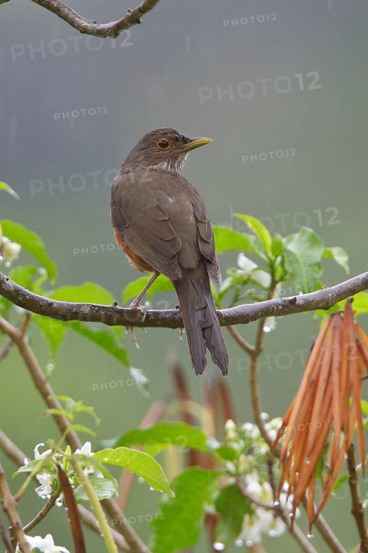 Rufous-bellied Thrush (Turdus rufiventris) perched on a branch in Bolivia, South America