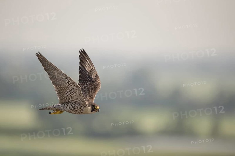Peregrine Falcon (Falco peregrinus) flying, North Rhine-Westphalia, Germany, Germany