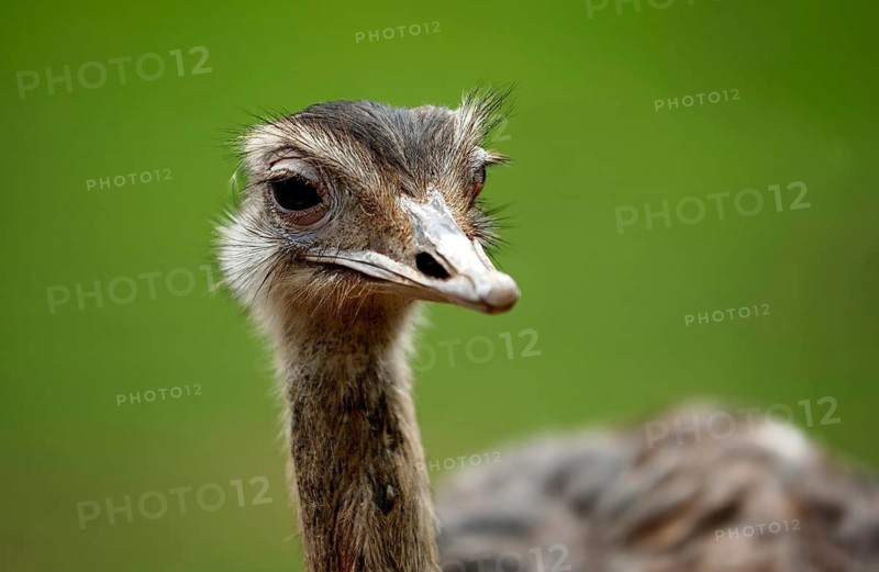 Nandu, Pampastrauss (Rhea americana), head, animal portrait, Vogelpark Schotten, Vogelsberg, Hesse, Germany