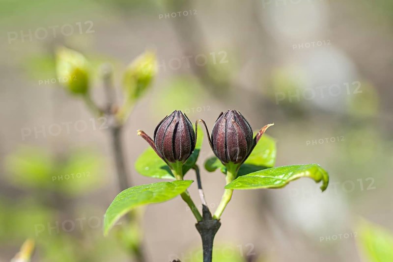Calycanthus floridus, Saxon State Institute for L, Germany