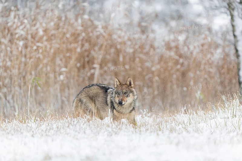 One young male eurasian gray wolf (Canis lupus lupus) running over a snow covered meadow during snowfall. White meadow and reed in the background