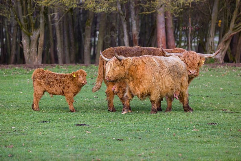 A family of Highlands (Bos (primigenius), a bull, a cow and a calf stand on a pasture at a forest edge