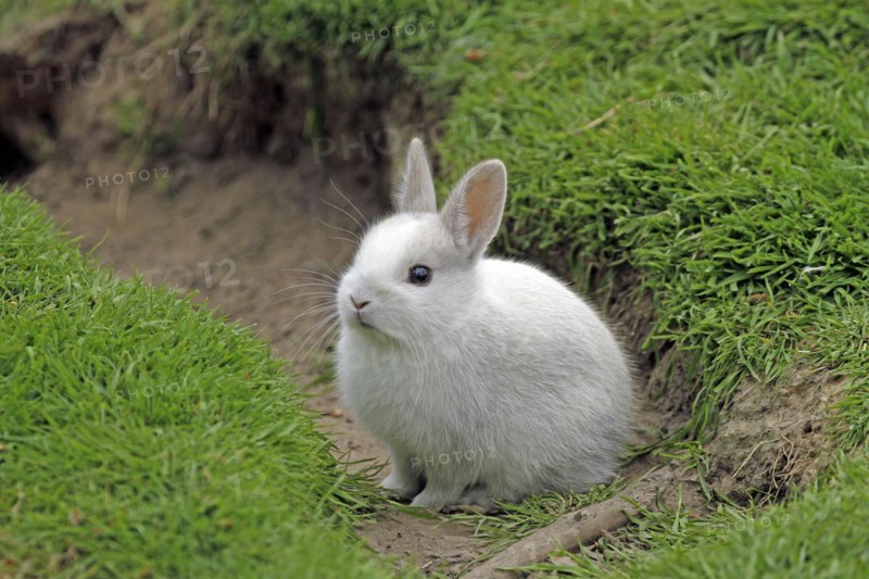 Domestic rabbit (Oryctolagus cuniculus)