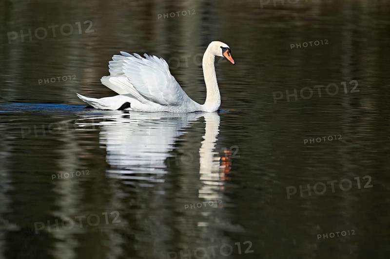 Mute swan (Cygnus olor), swimming in the morning light on the Flachsee, nature reserve, Reusstal, Freiamt, Canton Aargau, Switzerland
