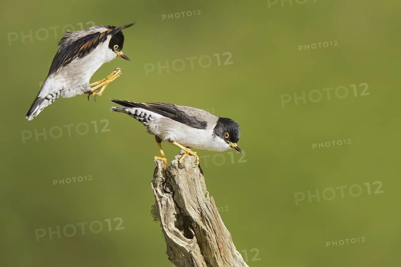 Varied Sittella (Daphoenositta chrysoptera), Western Australia, Australia