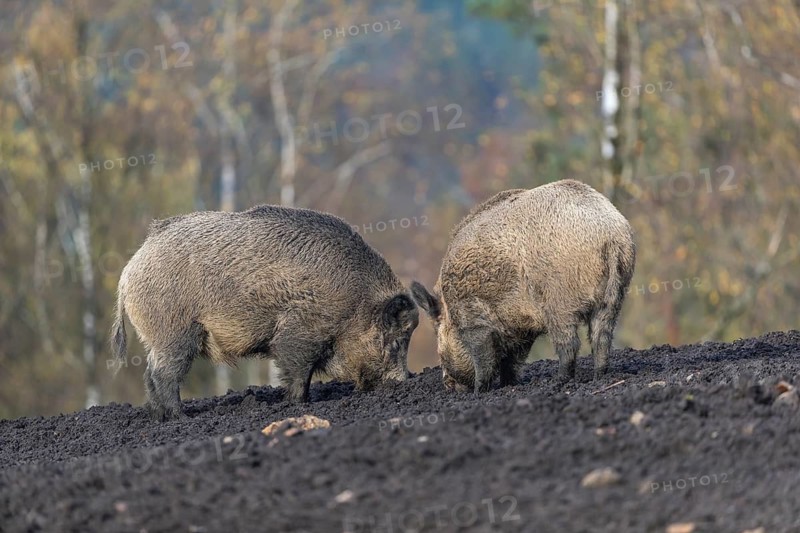 Two wild boar or wild pig (Sus scrofa), walking over a muddy opening searching for food, with an autumnal colored forest in the background