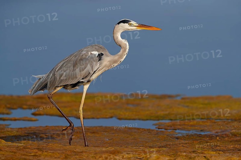 Great Egret, Heron, foraging, (Ardea cinerea) Muscat, Al Qurm Park, Muscat, Oman