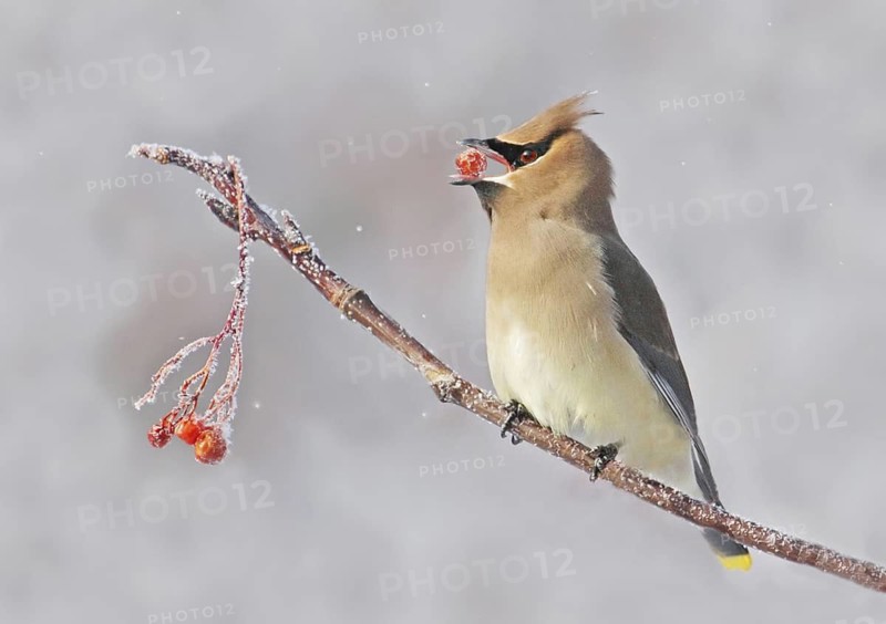 Cedar Waxwing (Bombycilla cedrorum) feeding on red berries, Saskatchewan, Canada