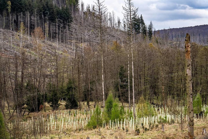 Newly planted trees, dead spruce forest in the background, forest dieback in the Arnsberg Forest nature park Park, over 70 per cent of the spruce trees are diseased, damaged, mostly by the bark beetle, which was able to spread due to drought and heat, climate change, near Hirschberg, North Rhine-Westphalia, Germany