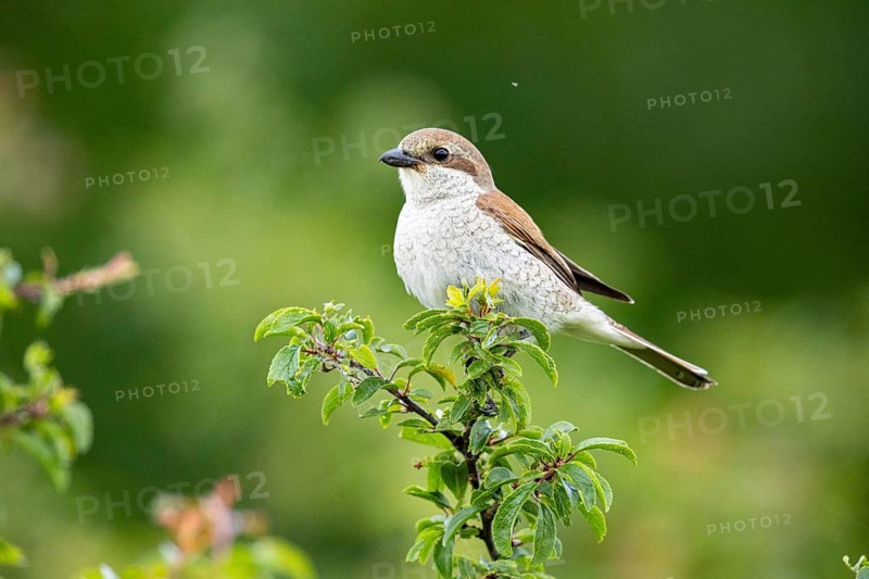 Red-backed shrike (Lanius collurio) wbl Germany