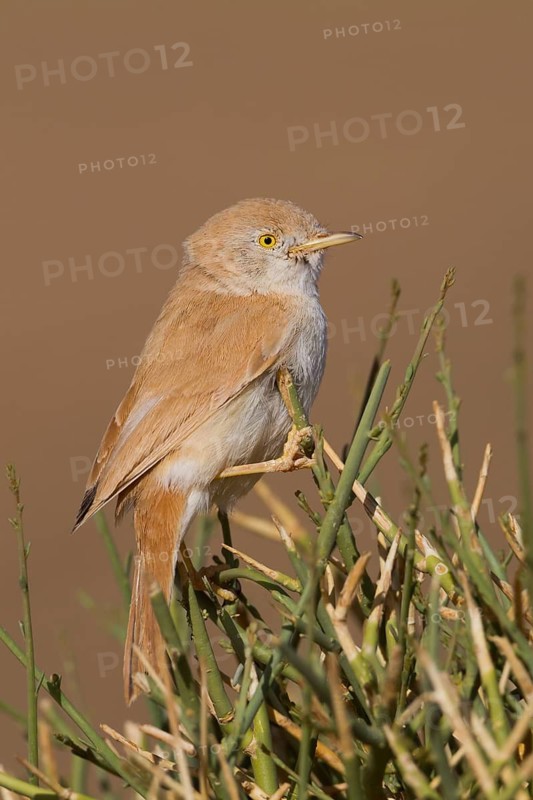 African Desert Warbler - Saharagrasmücke - Sylvia deserti, Morocco