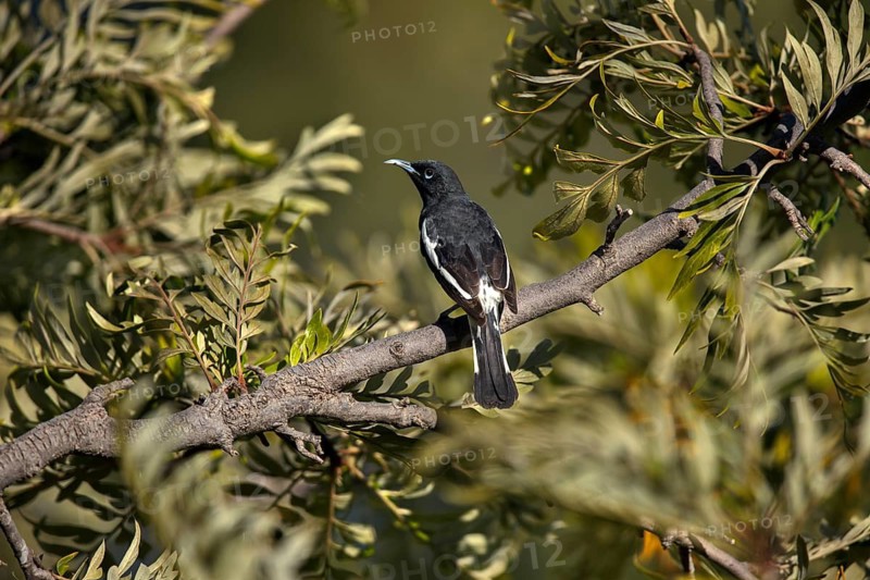 Pied Honeyeater (Certhionyx variegatus) male perched on a branch, Victoria, Australia