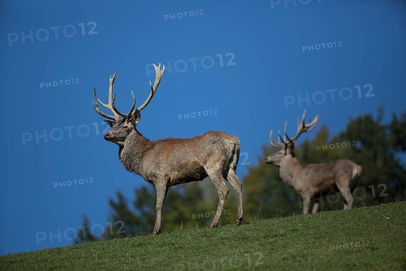 Red Deer stag at the rutting season. Sky in background