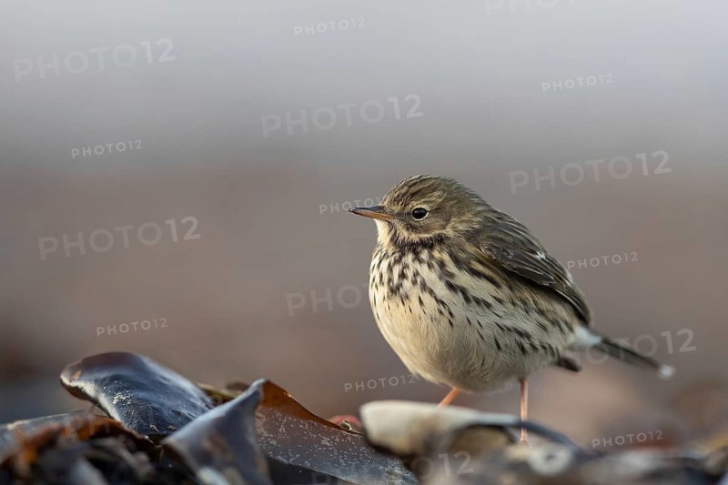 Meadow Pipit (Anthus pratensis) on ground, Schleswig-Holstein, Germany