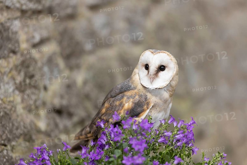 Western Barn Owl (Tyto alba) captive, Germany