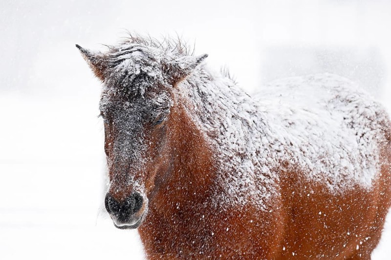 Icelandic horse (Equus islandicus) covered with snow and ice in winter in a snowstorm, Schleswig-Holstein, Germany
