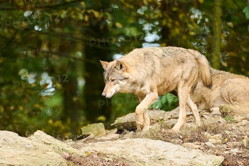 Eastern wolves (Canis lupus lycaon) walking on a little hill, Bavaria, Germany