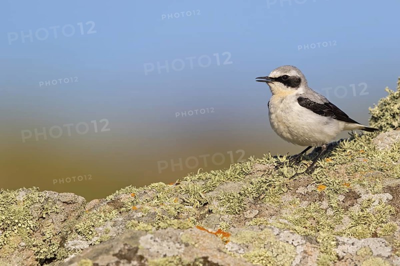 Wheatear, (Oenanthe oenanthe), biotope, habitat, animals, birds, family of passerines, perch, Lesbos, Lesbos Island, Greece