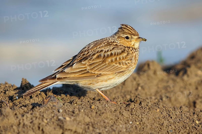 Skylark, Eurasian Sky Lark, Eurasian Skylark, Alauda arvensis, Alouette des champs, Alondra Com?n, Erpolzheim, Bad Dürkheim district, Rhineland-Palatinate, Germany