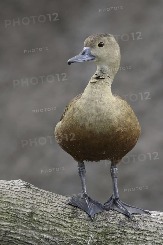 Lesser Whistling Duck (Dendrocygna javanica), Florida, USA