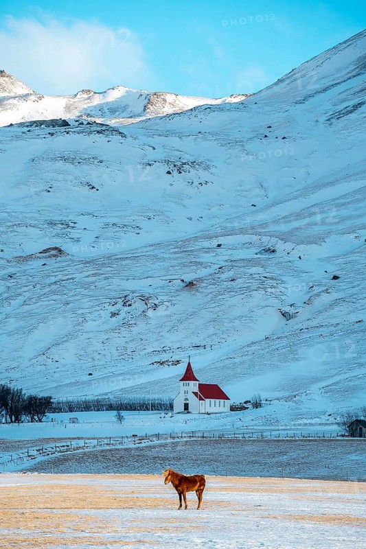 A lone horse stands in a tranquil snowy field against the backdrop of Iceland's serene winter landscape, with a picturesque church set in the distance