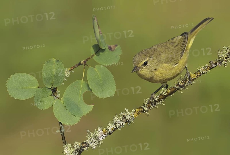Orange-crowned Warbler (Leiothlypis celata), British Columbia, Canada
